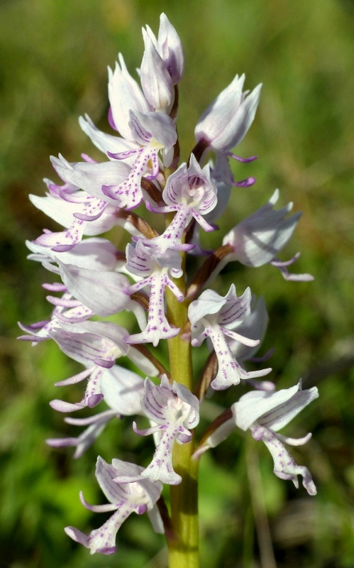 Orchis militaris, Orchis purpurea, Orchis x hybrida  Preappennino aquilano -  2022.